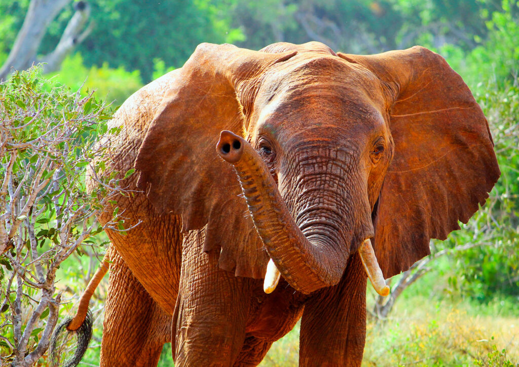 one elephant facing the camera with its trunk up