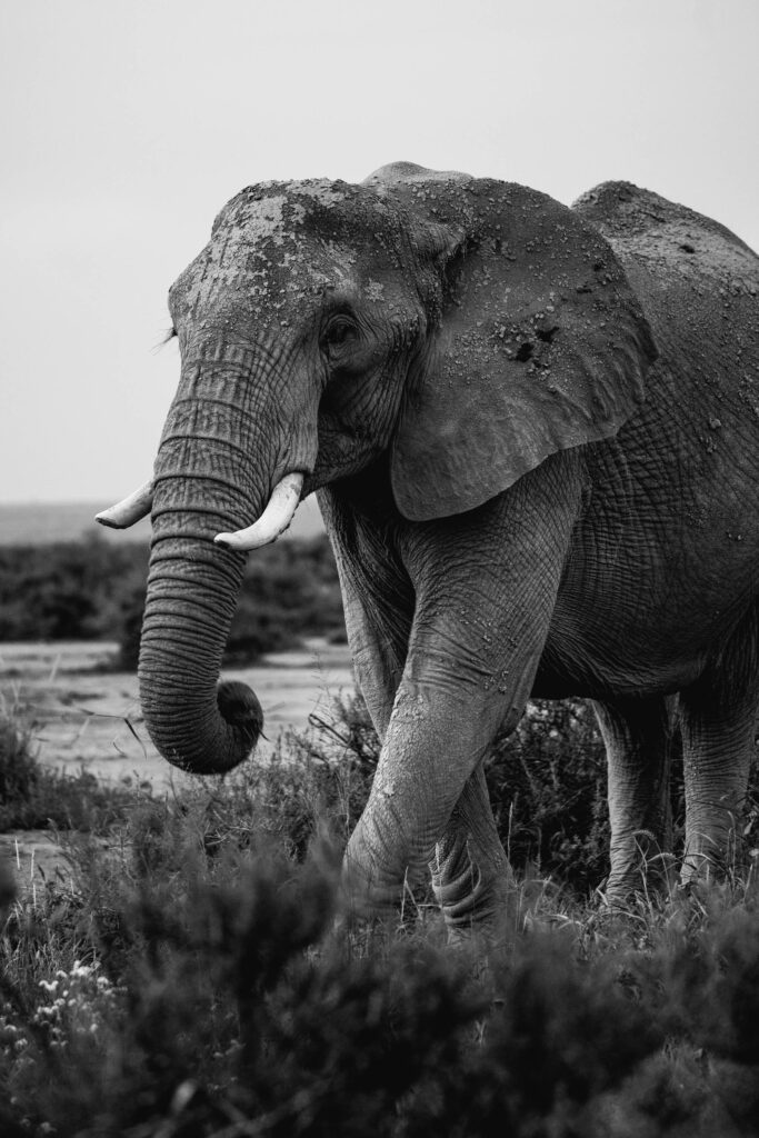 black & White photo of elephant walking on grass field