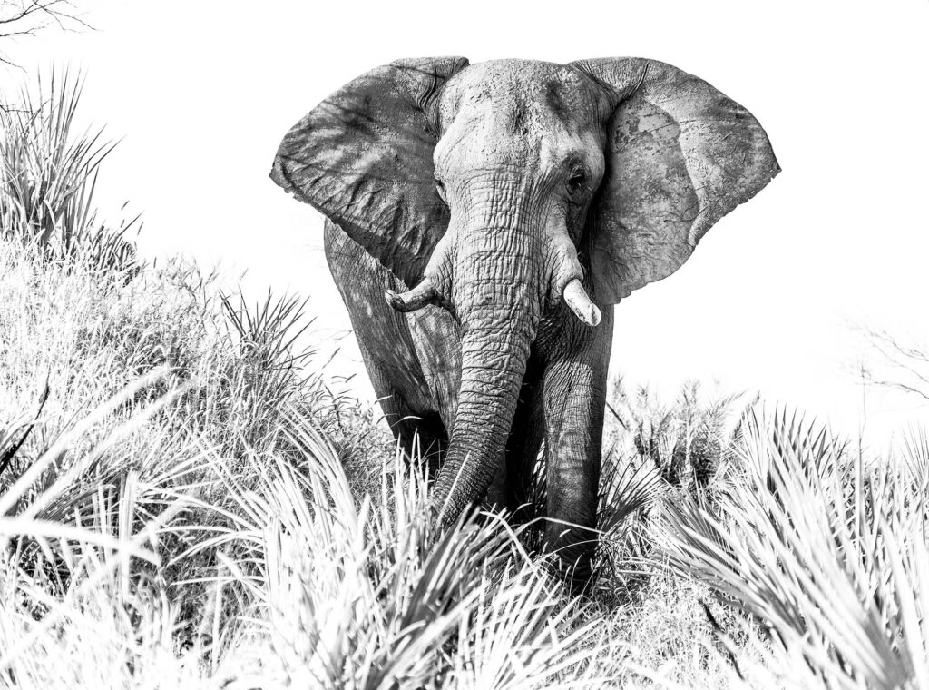 black and white image of elephant walking toward camera