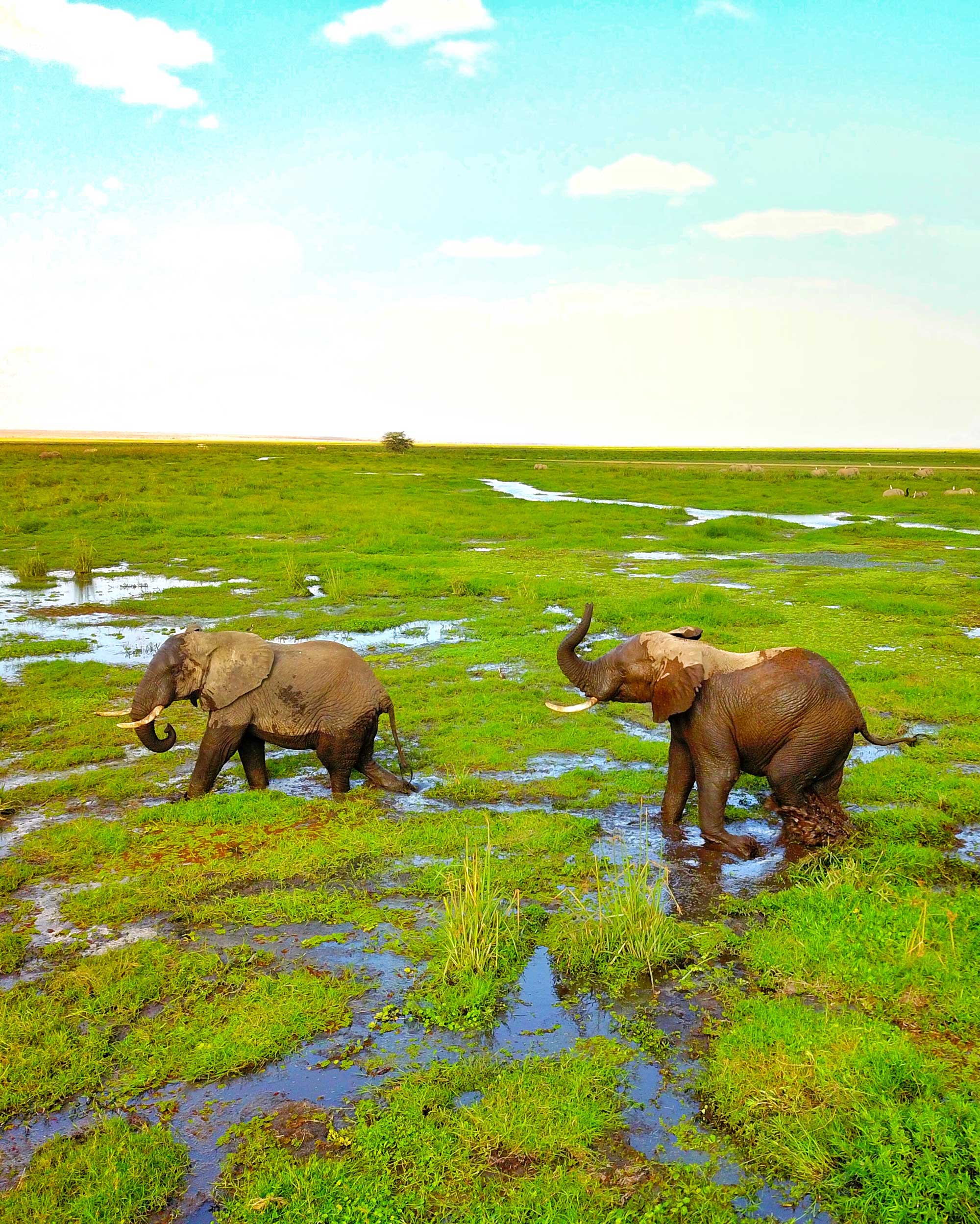 two elephants walking through a wet grassy area